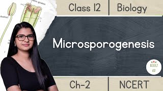 Class 12  Microsporogenesis  NCERT Hindi [upl. by Enahsed]