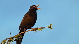 Blackbird Singing  Sounds of Spring [upl. by Akimrej796]