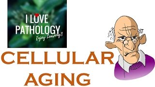 CELLULAR AGING Telomeres amp Telomerase Sirtuins [upl. by Girand]