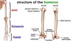 The Skeletal System [upl. by Flemming]