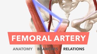 Femoral Artery  Anatomy Branches amp Relations [upl. by Enelec]