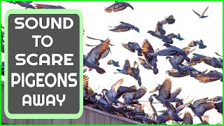 Sound To Scare Pigeons  PIGEON REPELLENT [upl. by Ybur]