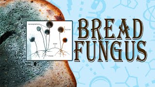 Bread Mould Fungus in The Laboratory  business insider [upl. by Humphrey]