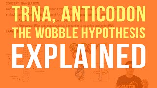 tRNA Anticodons and The Wobble Hypothesis [upl. by Atte876]