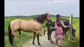 My sister training care her lovely horse in beginner 2021 [upl. by Ajup]