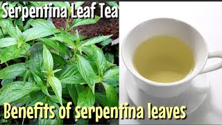 Serpentina Leaf Tea  Benefits of Serpentina Leaves [upl. by Salohcim]