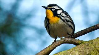 Yellowthroated Warbler Song [upl. by Parish950]