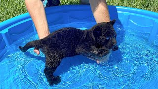 TEACHING BABY BLACK PANTHER HOW TO SWIM [upl. by Gabe]