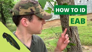 Identifying Emerald Ash Borer [upl. by Shank165]