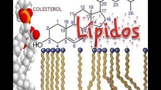 Lipidos Bioquímica [upl. by Hyman]