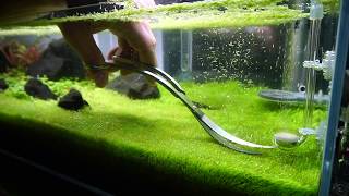 Trimming Utricularia Graminifolia [upl. by Dahsra]