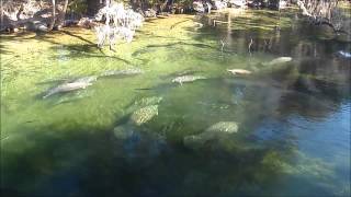 Manatees Big Splash [upl. by Ng366]