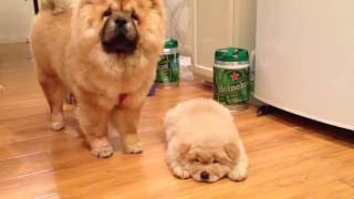 Chow chow puppies first time see each other [upl. by Tanney]