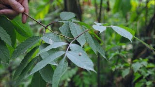 red elderberry  Sambucus racemosa Identification and characteristics [upl. by Eisse]