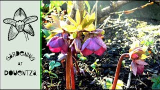 Hellebore Spring Care  What to Do in Spring [upl. by Okimuk]