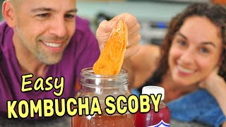 Making a Kombucha Scoby from Scratch SPOILER Its super easy [upl. by Boak69]