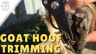 Goat Hoof Trimming [upl. by Yruok]