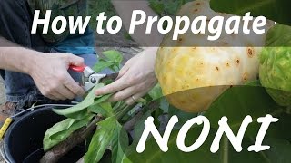 How to Propagate a Noni Tree Day 13 of 30 [upl. by Moria]