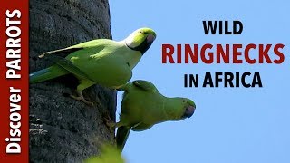 Roseringed Parakeets  Wild in The Gambia  Discover PARROTS [upl. by Gypsy497]