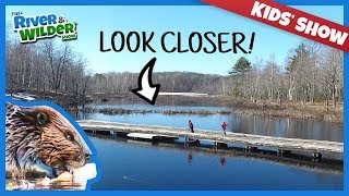 KIDS EXPLORE BEAVER LODGES AND DAMS  KIDS SHOW [upl. by Barcot]