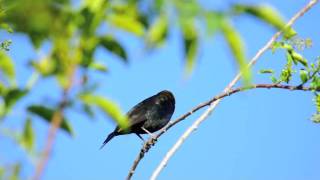 Brownheaded Cowbird [upl. by Ado249]