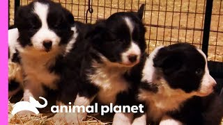 Baby Border Collies Start Learning To Herd  Too Cute [upl. by Alvita744]