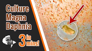 How to culture DAPHNIA MAGNA  The easy way [upl. by Huan]