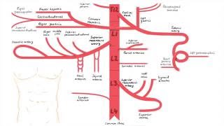 Abdominal Aorta Branches [upl. by Oninrutas]