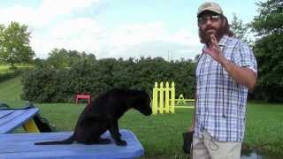 Training Your Labrador Retriever Puppy Part One [upl. by Sibby]