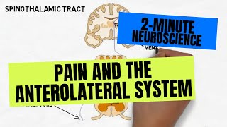 2Minute Neuroscience Pain and the Anterolateral System [upl. by Bailey]