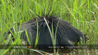 Natures clever hunter Egret uses umbrella trick [upl. by Maidy175]