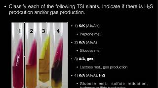 Triple Sugar Iron TSI Agar [upl. by Nimra]