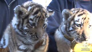 Tiger Cubs Meet the Public [upl. by Prissy472]