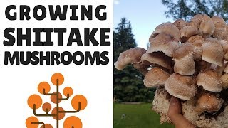 Growing Shiitake Mushrooms [upl. by Nac]