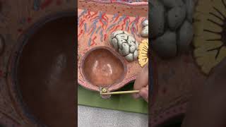 Anatomy of the Ovary amp Ovarian Follicles [upl. by Cavallaro]