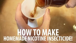 Homemade Insect Spray How To Make Nicotine Insecticide [upl. by Aeirdna403]