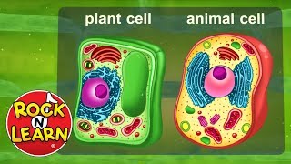 Life Science for Kids  Photosynthesis Cells Food Chains amp More [upl. by Chrysa]