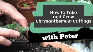 How to Take and Grow Chrysanthemum Cuttings  Garden Ideas [upl. by Comyns]