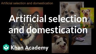 Artificial selection and domestication  Natural selection  AP Biology  Khan Academy [upl. by Shulamith]