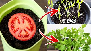 🍅🍅 Germinar tomates en 5 días en casa  Sembrar plantar y cultivar tomates [upl. by Nolra]