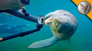 Manatees LOVE Video Cameras [upl. by Emarej]