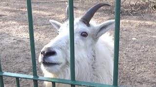 Rocky Mountain Goat Whining Sound Scream Call [upl. by Nanfa]