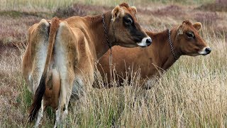 Jersey Dairy Cattle  Classic DoeEyed Family Cow [upl. by Aioj]