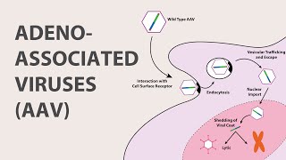 1 Adeno Associated Virus AAV  An Introduction [upl. by Ainod88]