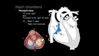 Overview of Heart Anatomy Tutorial [upl. by Akinot910]