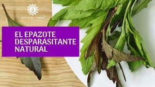 Como Sembrar Epazote En Casa PLANTA MEDICINAL manos de tierra [upl. by Eimaral]