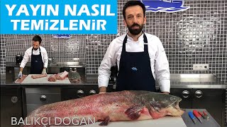 Yayın balığı nasıl temizlenir How to clean giant Catfish  BALIK TEMİZLEME  BALIK PİŞİRME [upl. by Ayikan]