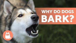 10 Reasons Why Dogs BARK 🐶 Dog BARKING Explained [upl. by Yseulta]