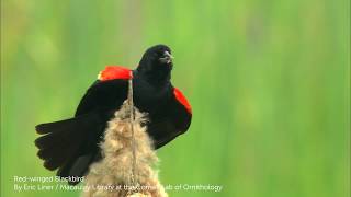 Redwinged Blackbird [upl. by Ariak151]