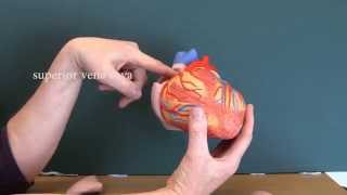 Cardiovascular System 8 Heart with labels [upl. by Martina]